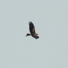 Aquila audax at Paddys River, ACT - 29 Jun 2018 01:15 PM