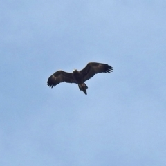 Aquila audax at Paddys River, ACT - 29 Jun 2018 01:15 PM