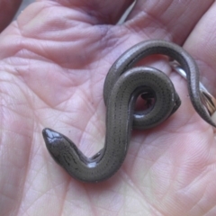 Hemiergis talbingoensis (Eastern Three-toed Earless Skink) at Campbell, ACT - 29 Jun 2018 by SilkeSma