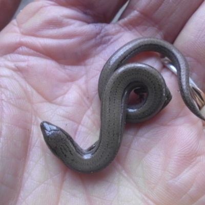 Hemiergis talbingoensis (Eastern Three-toed Earless Skink) at Campbell, ACT - 29 Jun 2018 by SilkeSma