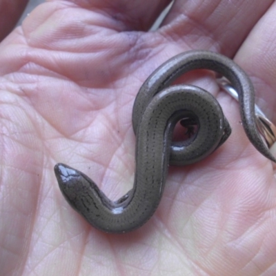 Hemiergis talbingoensis (Three-toed Skink) at Campbell, ACT - 29 Jun 2018 by SilkeSma