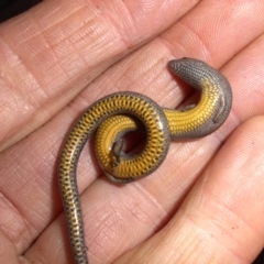 Hemiergis talbingoensis at Campbell, ACT - 29 Jun 2018