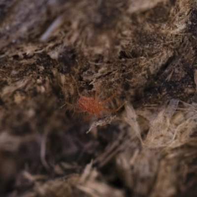 Anystidae (family) (Unidentified anystid mite) at Illilanga & Baroona - 21 Jun 2018 by Illilanga