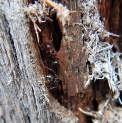 Papyrius nitidus (Shining Coconut Ant) at Aranda Bushland - 29 Jun 2018 by CathB