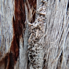 Papyrius nitidus at Aranda, ACT - suppressed