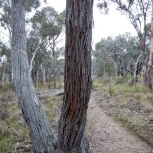 Papyrius nitidus at Aranda, ACT - suppressed