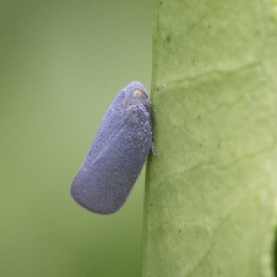 Anzora unicolor (Grey Planthopper) at Illilanga & Baroona - 28 Dec 2017 by Illilanga