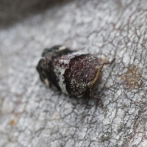 Platybrachys decemmacula at Michelago, NSW - 26 Oct 2017