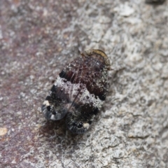 Platybrachys decemmacula at Michelago, NSW - 26 Oct 2017 01:17 PM