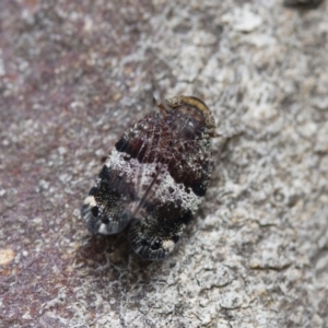 Platybrachys decemmacula at Michelago, NSW - 26 Oct 2017 01:17 PM