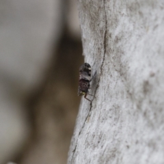 Platybrachys decemmacula at Michelago, NSW - 26 Oct 2017