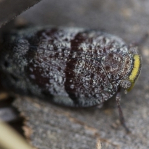 Platybrachys decemmacula at Michelago, NSW - 22 Nov 2017 01:54 PM