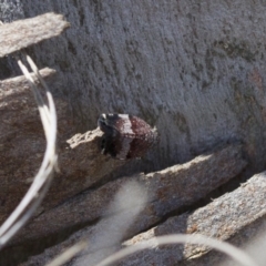 Platybrachys decemmacula at Michelago, NSW - 22 Nov 2017 01:54 PM