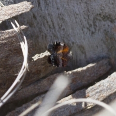 Platybrachys decemmacula at Michelago, NSW - 22 Nov 2017 01:54 PM