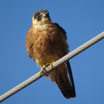 Falco longipennis (Australian Hobby) at Fyshwick, ACT - 29 Jun 2018 by KumikoCallaway