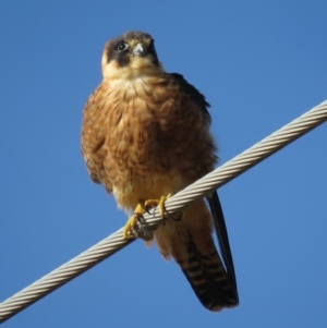 Falco longipennis at Fyshwick, ACT - 29 Jun 2018