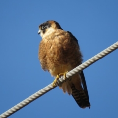 Falco longipennis at Fyshwick, ACT - 29 Jun 2018