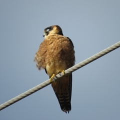 Falco longipennis at Fyshwick, ACT - 29 Jun 2018