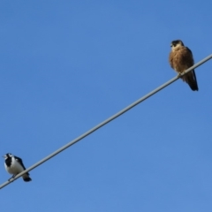 Falco longipennis at Fyshwick, ACT - 29 Jun 2018