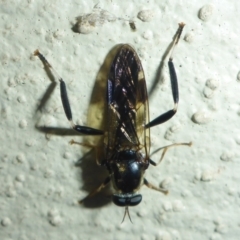 Exaireta spinigera (Garden Soldier Fly) at Aranda, ACT - 23 Nov 2014 by JanetRussell