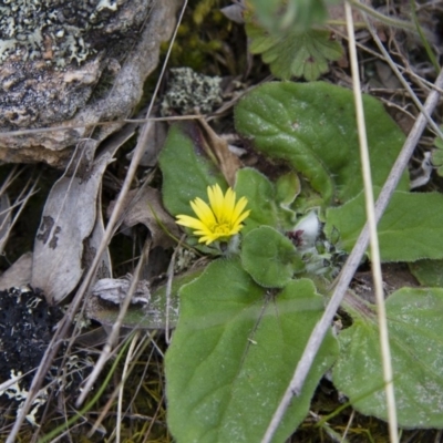 Cymbonotus sp. (preissianus or lawsonianus) (Bears Ears) at Michelago, NSW - 9 Oct 2016 by Illilanga