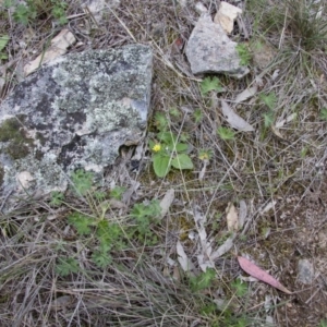 Cymbonotus sp. (preissianus or lawsonianus) at Illilanga & Baroona - 9 Oct 2016