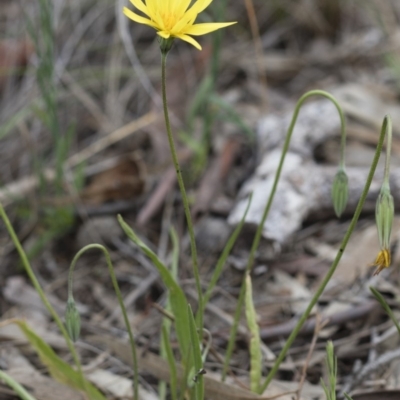 Microseris walteri (Yam Daisy, Murnong) at Michelago, NSW - 29 Oct 2016 by Illilanga