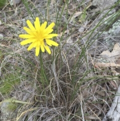 Microseris walteri at Illilanga & Baroona - 30 Oct 2016 09:14 AM