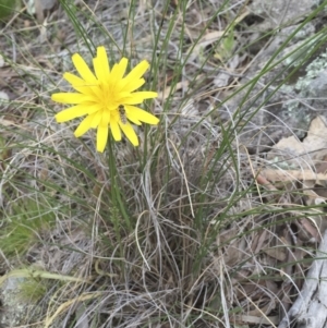 Microseris walteri at Illilanga & Baroona - 30 Oct 2016