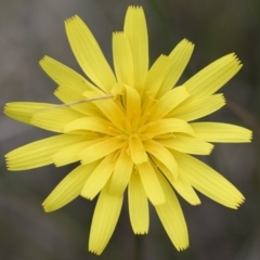 Microseris walteri at Illilanga & Baroona - 30 Oct 2016 09:14 AM