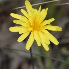 Microseris walteri at Illilanga & Baroona - 30 Oct 2016