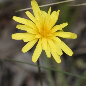 Microseris walteri at Illilanga & Baroona - 30 Oct 2016 09:14 AM