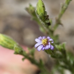 Vittadinia cuneata var. cuneata (Fuzzy New Holland Daisy) at Michelago, NSW - 26 Oct 2017 by Illilanga