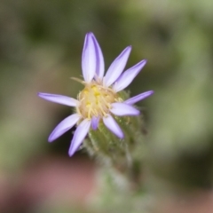 Vittadinia cuneata var. cuneata at Illilanga & Baroona - 26 Oct 2017 01:38 PM