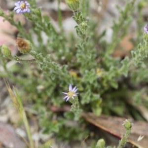 Vittadinia cuneata var. cuneata at Illilanga & Baroona - 26 Oct 2017