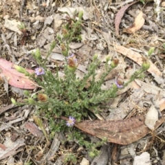 Vittadinia cuneata var. cuneata at Illilanga & Baroona - 26 Oct 2017