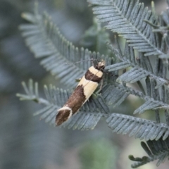 Macrobathra chrysotoxa (A cosmet moth) at Illilanga & Baroona - 28 Dec 2017 by Illilanga