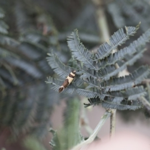 Macrobathra chrysotoxa at Michelago, NSW - 28 Dec 2017