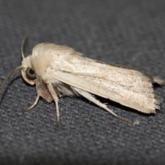 Leucania diatrecta (A Noctuid moth) at Michelago, NSW - 13 Jan 2018 by Illilanga