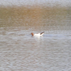 Recurvirostra novaehollandiae (Red-necked Avocet) at Fyshwick, ACT - 30 Jun 2018 by MatthewFrawley