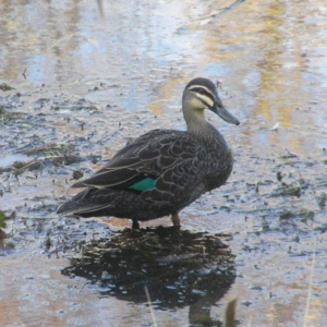 Anas superciliosa at Fyshwick, ACT - 30 Jun 2018 08:50 AM