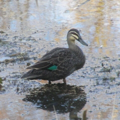 Anas superciliosa (Pacific Black Duck) at Jerrabomberra Wetlands - 29 Jun 2018 by MatthewFrawley
