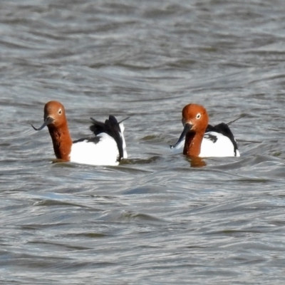 Recurvirostra novaehollandiae (Red-necked Avocet) at Fyshwick, ACT - 30 Jun 2018 by RodDeb