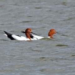 Recurvirostra novaehollandiae at Fyshwick, ACT - 30 Jun 2018