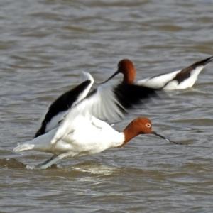 Recurvirostra novaehollandiae at Fyshwick, ACT - 30 Jun 2018