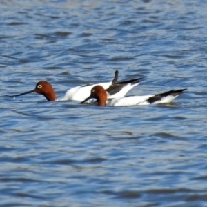 Recurvirostra novaehollandiae at Fyshwick, ACT - 30 Jun 2018 10:10 AM