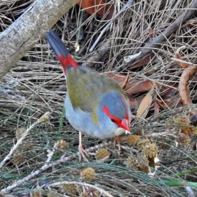 Neochmia temporalis (Red-browed Finch) at Fyshwick, ACT - 30 Jun 2018 by RodDeb