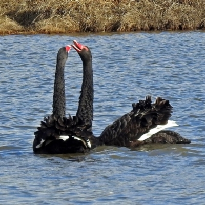 Cygnus atratus (Black Swan) at Jerrabomberra Wetlands - 30 Jun 2018 by RodDeb