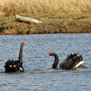 Cygnus atratus at Fyshwick, ACT - 30 Jun 2018 10:39 AM