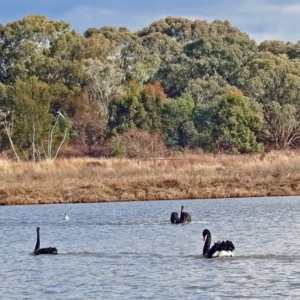 Cygnus atratus at Fyshwick, ACT - 30 Jun 2018